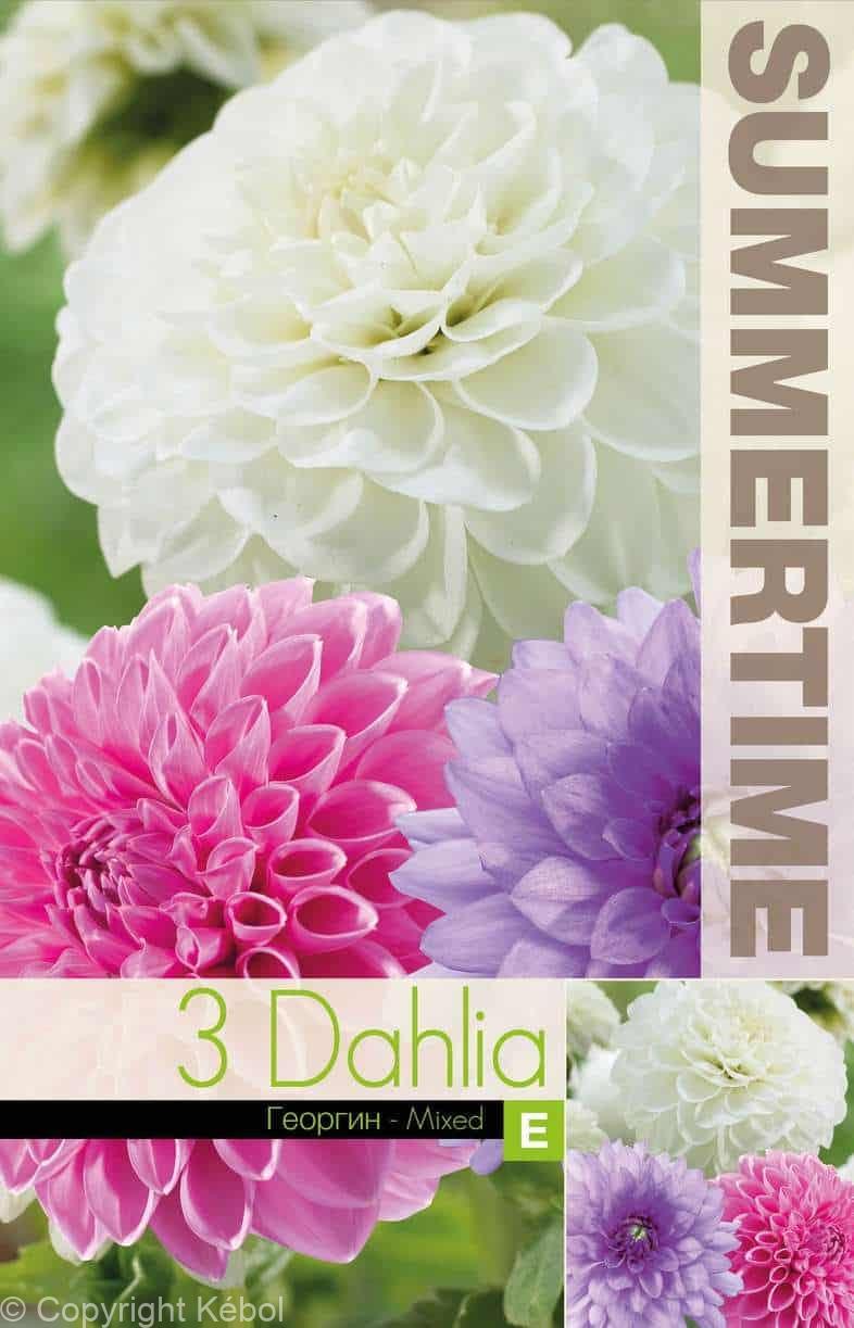 Dahlia Pink/Purple/White Mixed