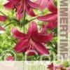 Lilium Purple Marble