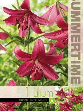 Lilium Purple Marble