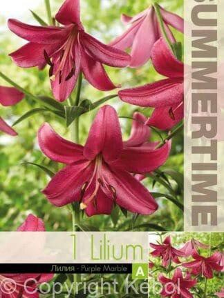 Lilium Purple Marble