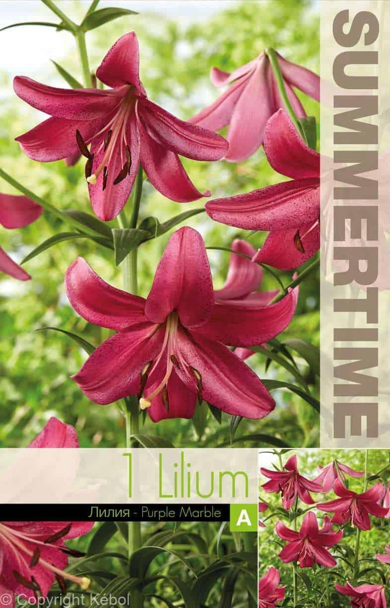 Lilium Purple Marble