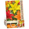Lilium Asiatic Mixed