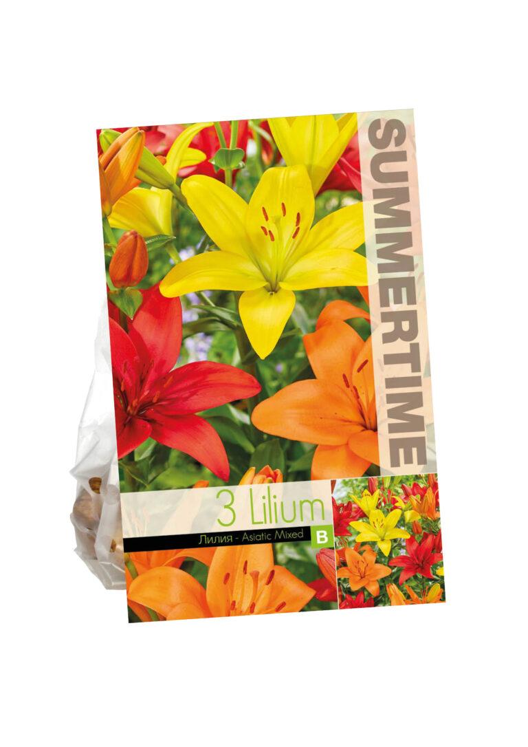 Lilium Asiatic Mixed