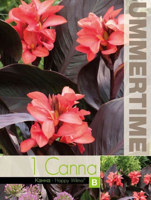 Canna Happy Wilma