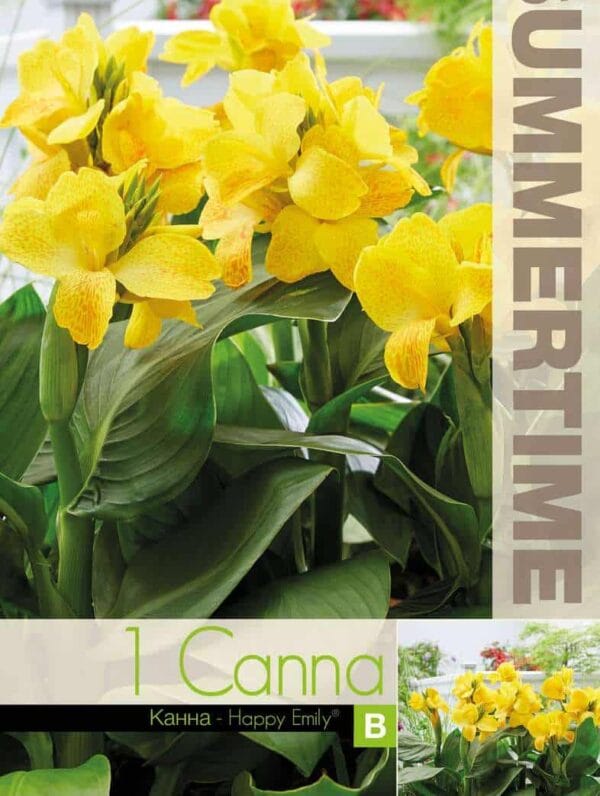 Canna Happy Emily