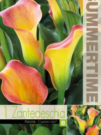 Zantedeschia Captain Lido