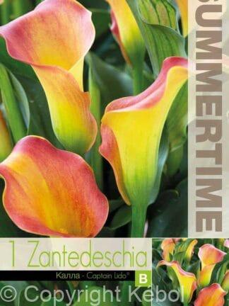 Zantedeschia Captain Lido