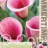 Zantedeschia Captain Violetta