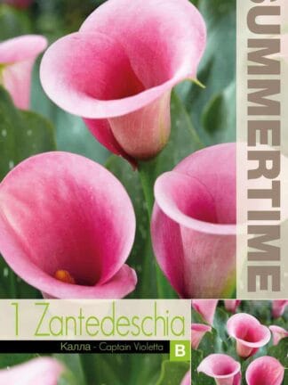 Zantedeschia Captain Violetta
