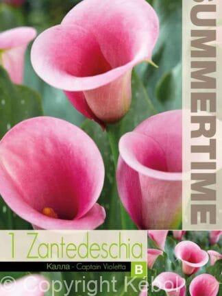 Zantedeschia Captain Violetta