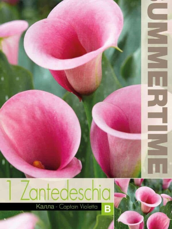 Zantedeschia Captain Violetta