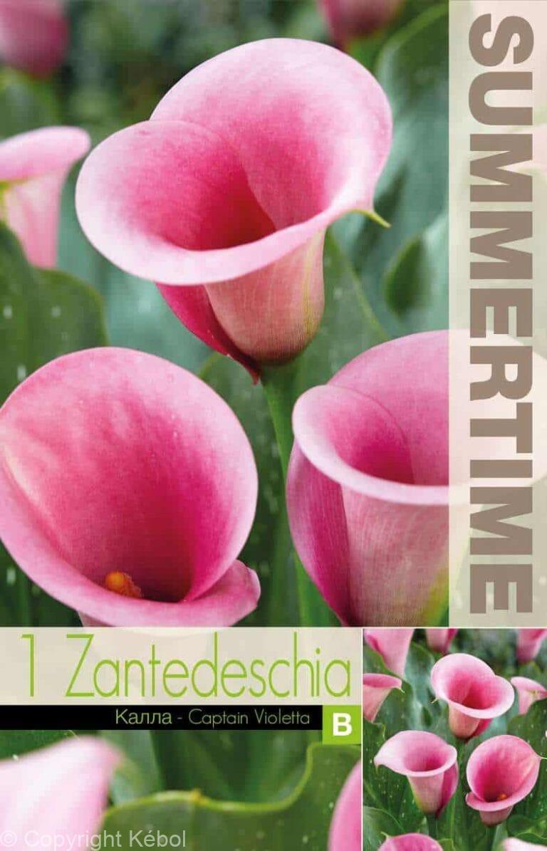 Zantedeschia Captain Violetta