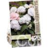 Begonia Wummi Apfelblute