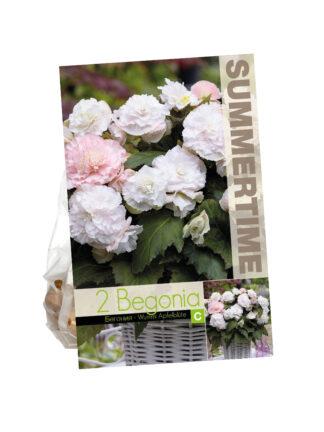 Begonia Wummi Apfelblute