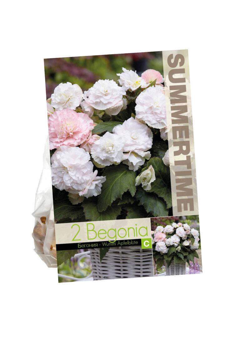 Begonia Wummi Apfelblute