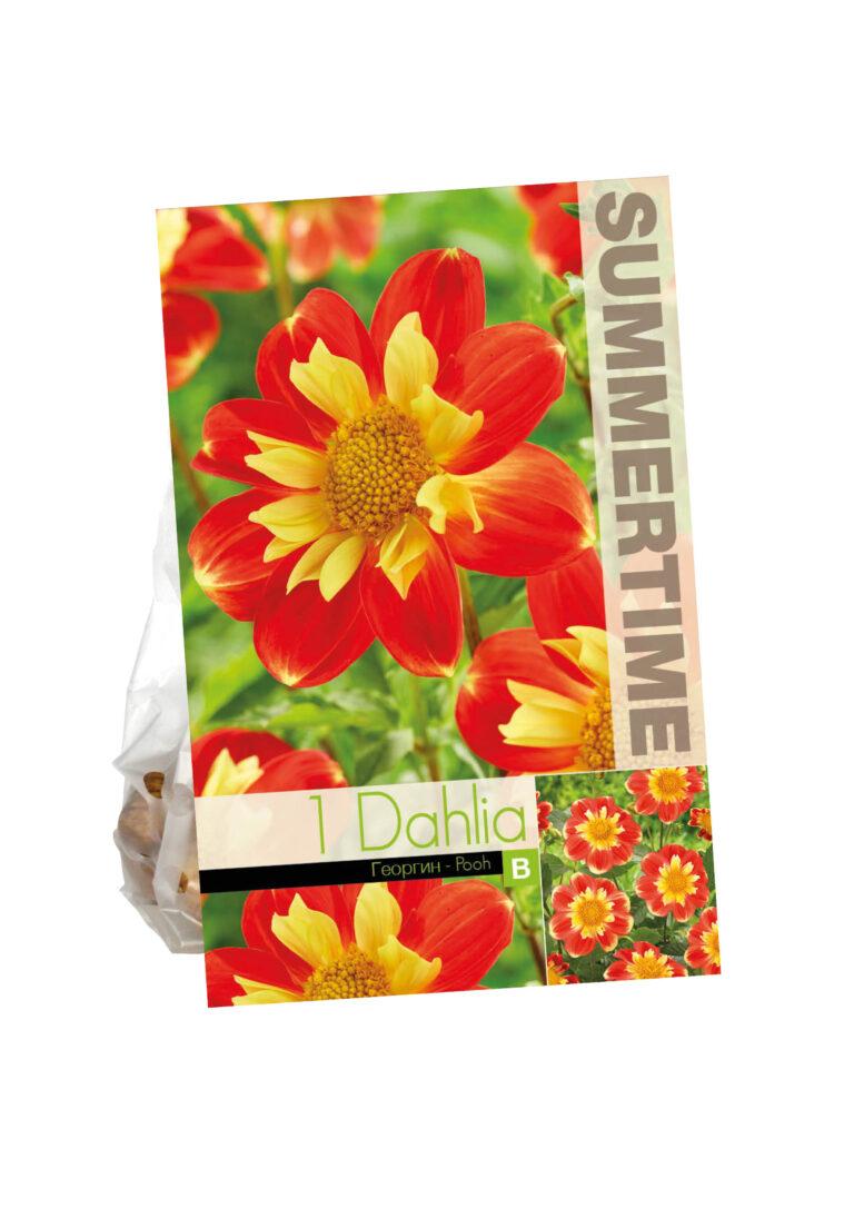 Dahlia Pooh