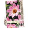 Dahlia Happy Days Pink