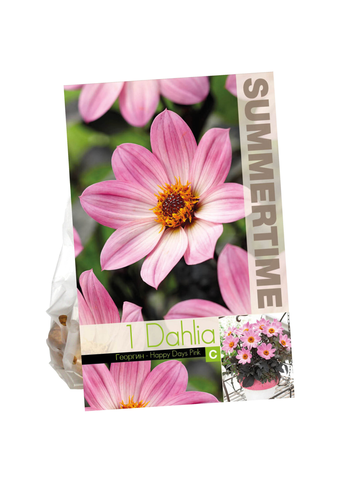 Dahlia Happy Days Pink