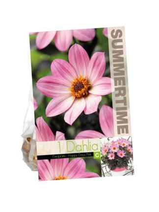 Dahlia Happy Days Pink