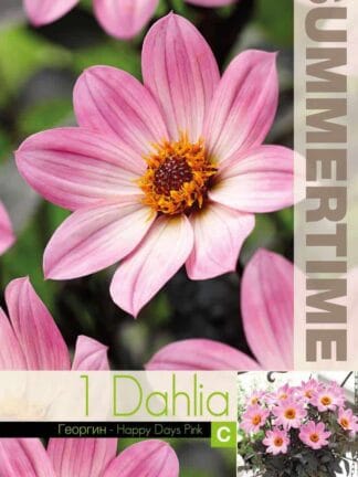 Dahlia Happy Days Pink