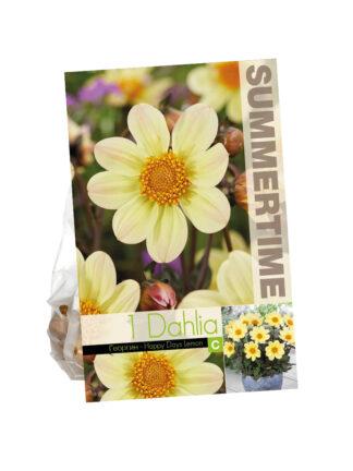 Dahlia Happy Days Lemon