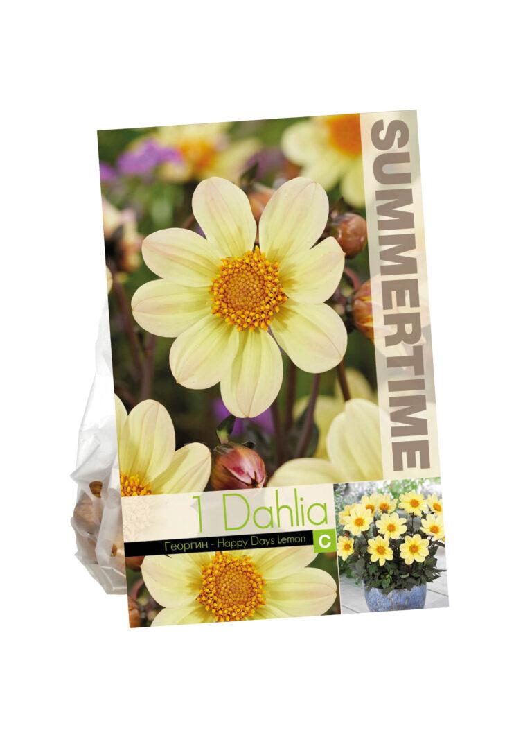 Dahlia Happy Days Lemon