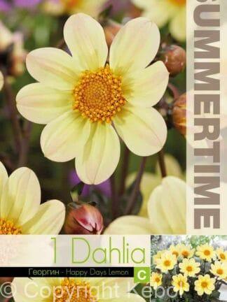 Dahlia Happy Days Lemon