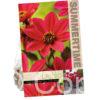 Dahlia Happy Days Cherry Red
