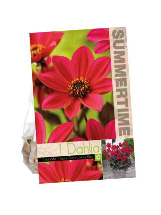 Dahlia Happy Days Cherry Red