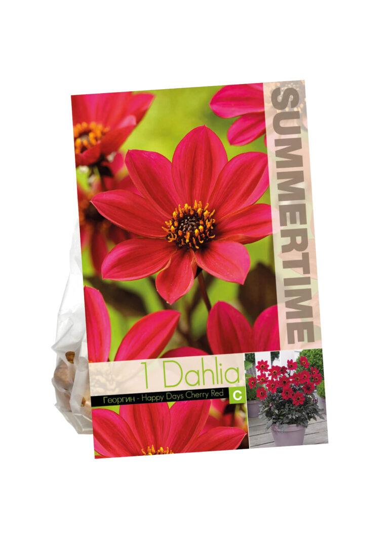 Dahlia Happy Days Cherry Red