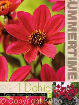 Dahlia Happy Days Cherry Red