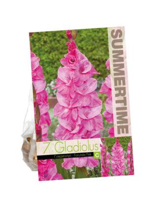 Gladiolus Fairytale Pink