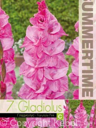 Gladiolus Fairytale Pink