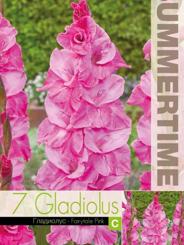 Gladiolus Fairytale Pink