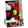 Begonia Non Stop Mixed