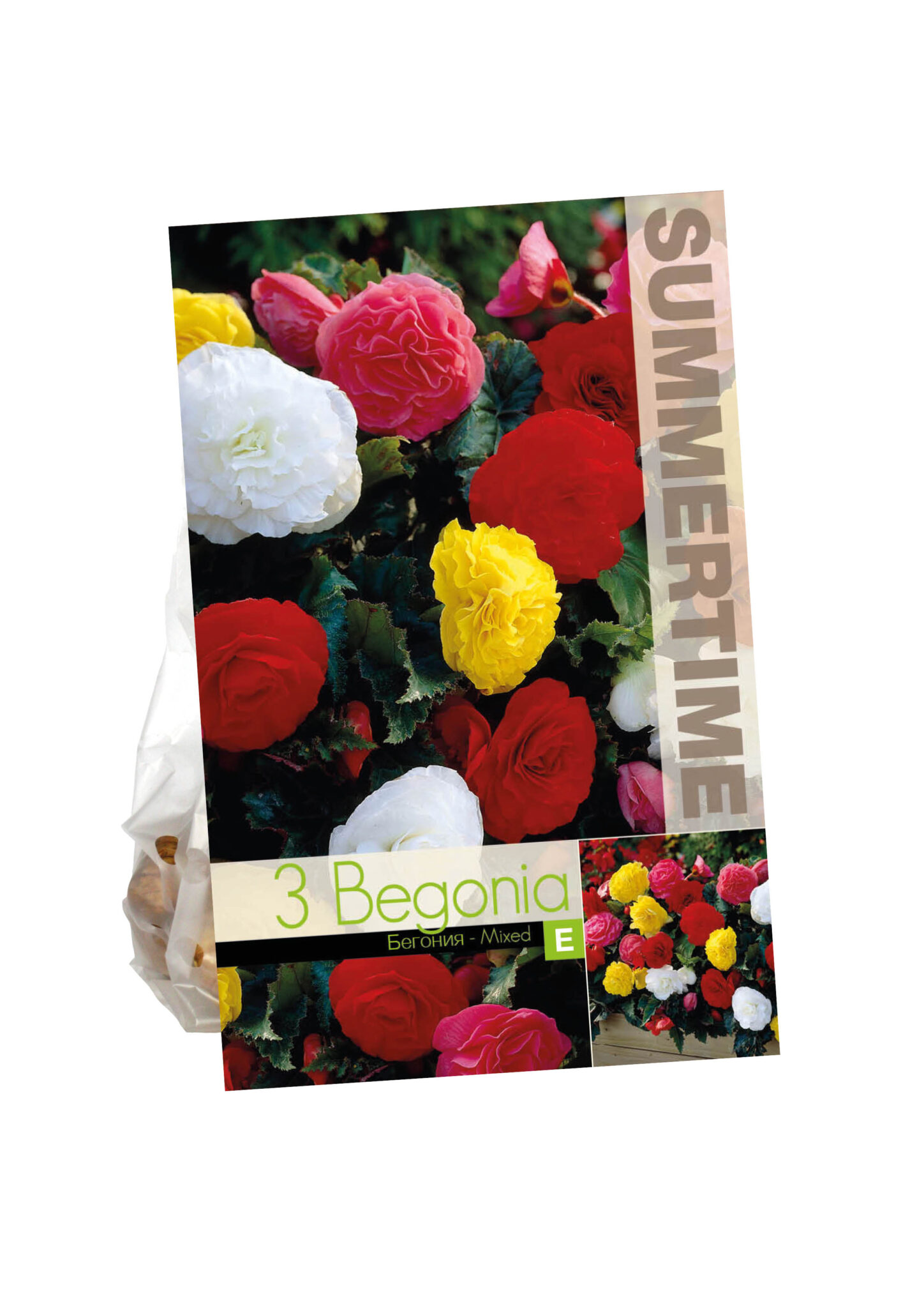 Begonia Non Stop Mixed