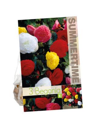 Begonia Non Stop Mixed