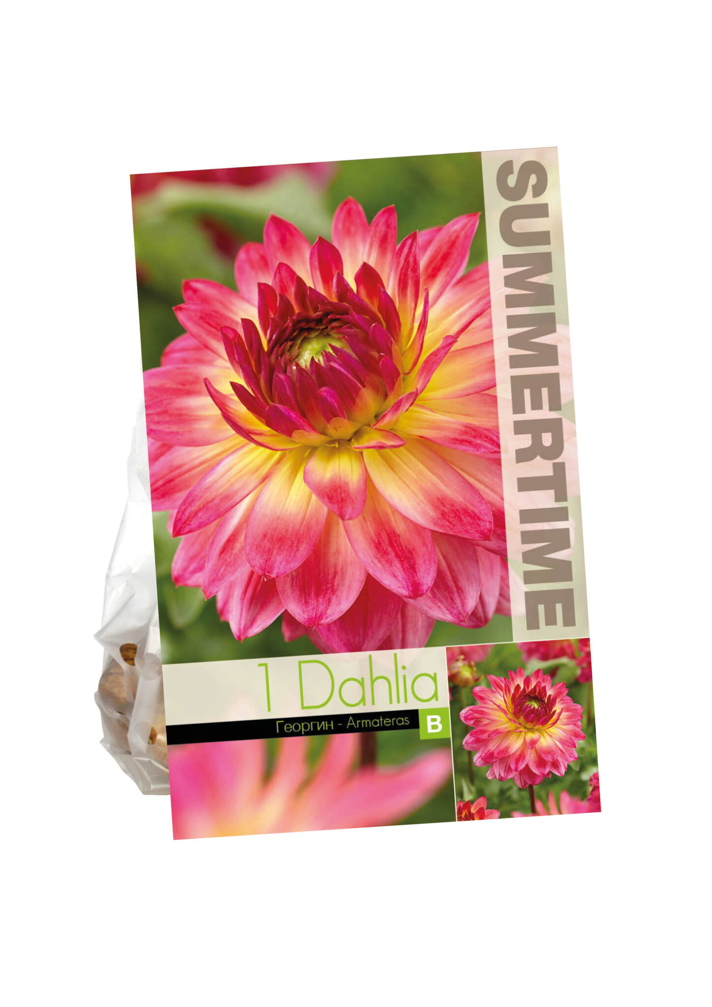 Dahlia Armateras