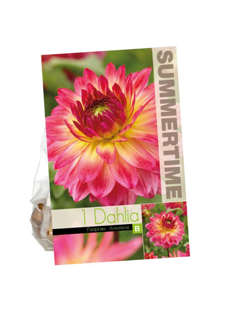 Dahlia Armateras