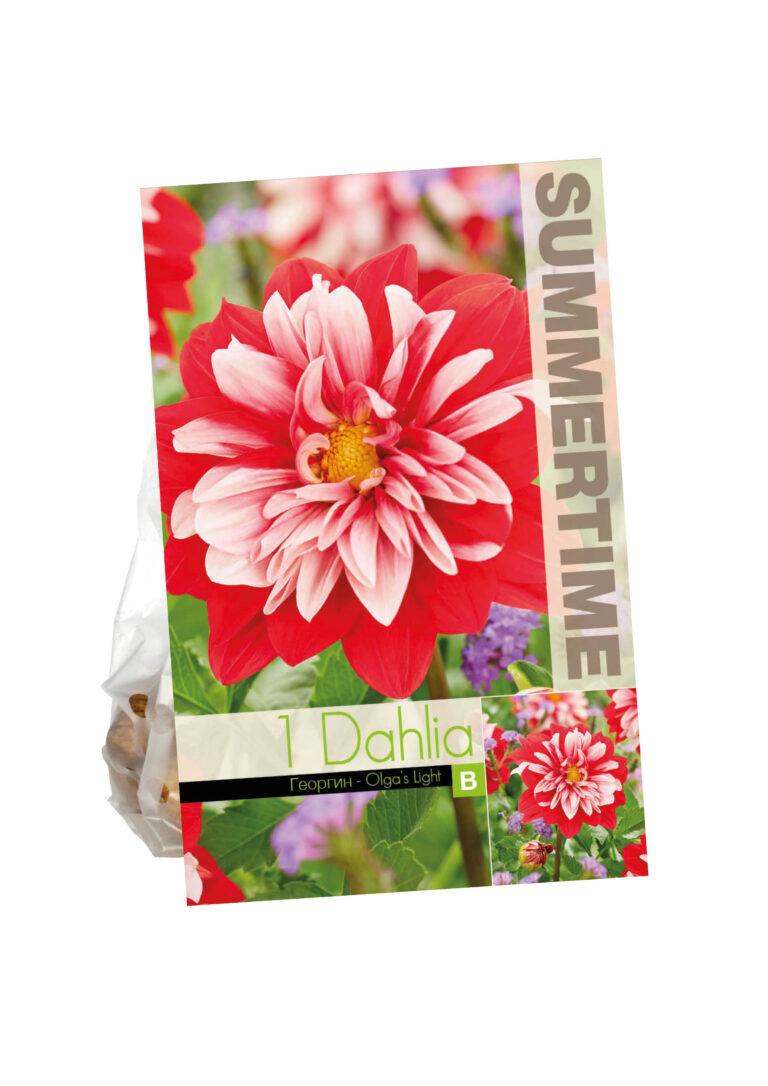Dahlia Olga's Light