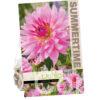 Dahlia Rosella
