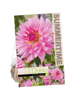 Dahlia Rosella