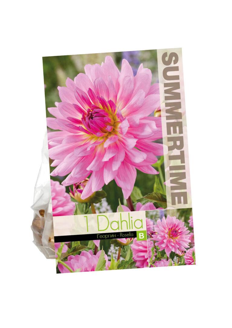 Dahlia Rosella