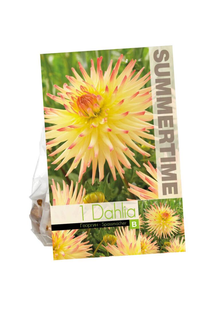 Dahlia Spassmacher