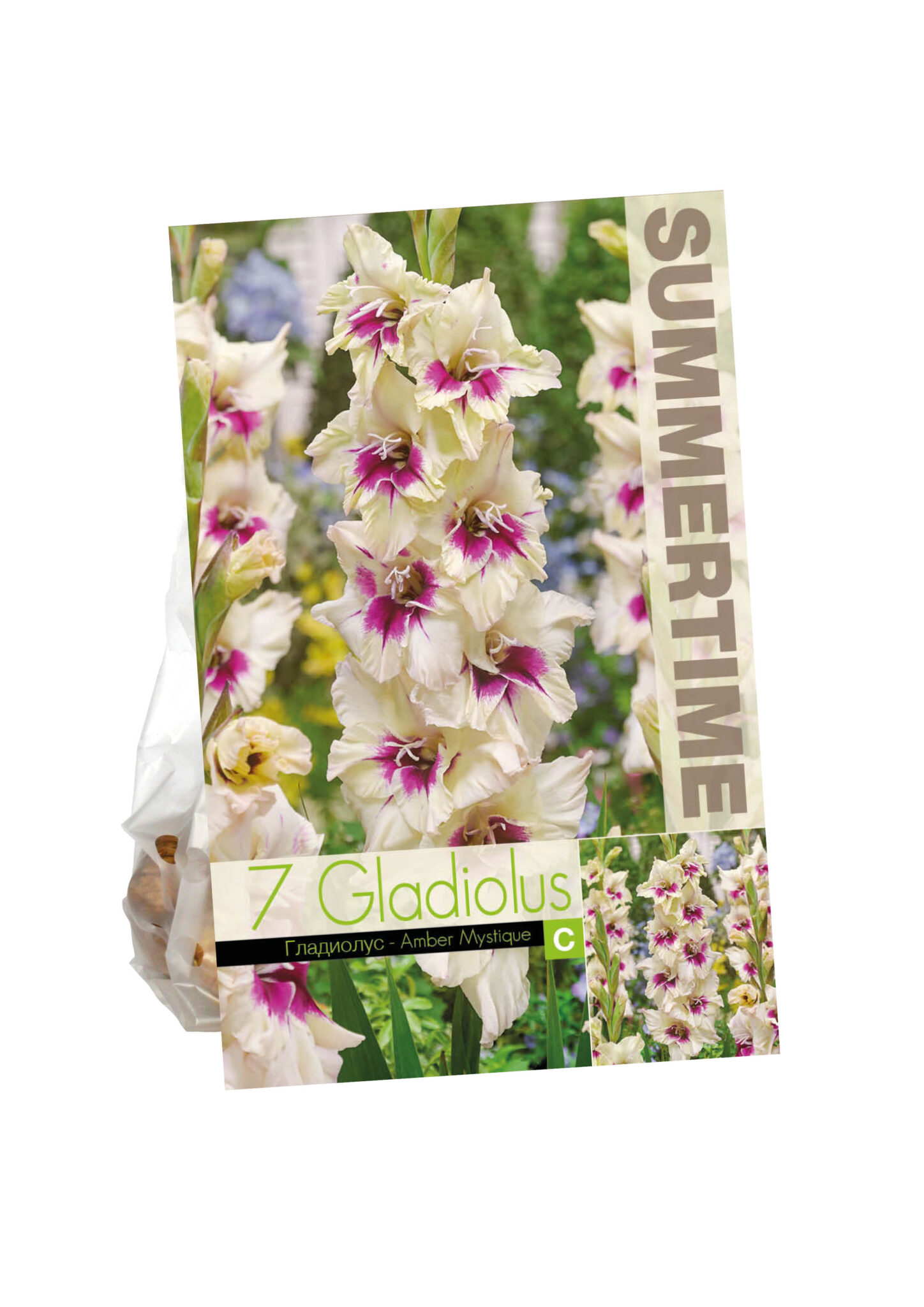 Gladiolus Amber Mystique