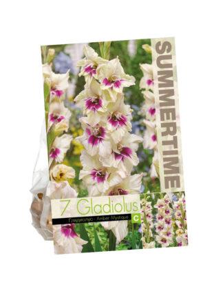 Gladiolus Amber Mystique