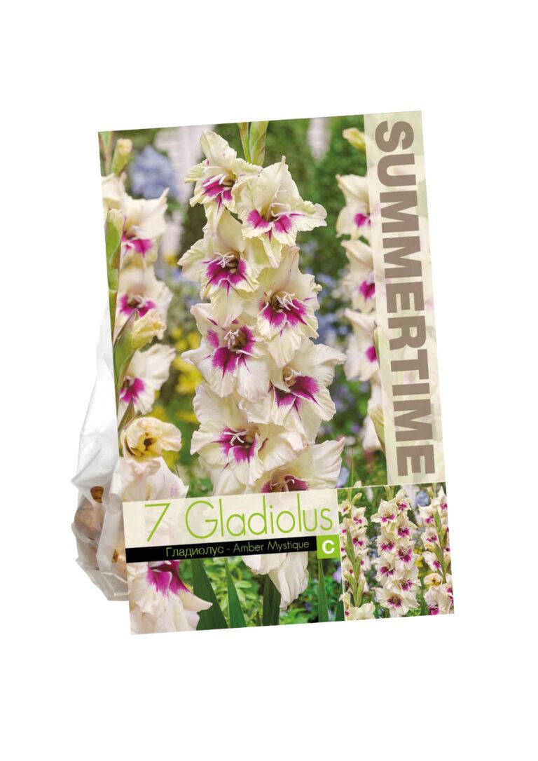 Gladiolus Amber Mystique