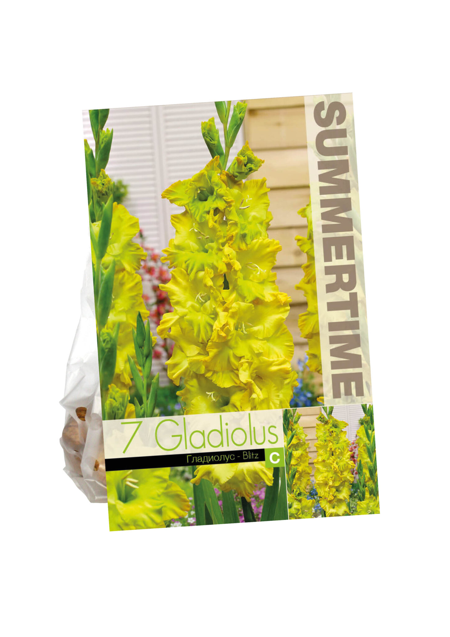 Gladiolus Blitz