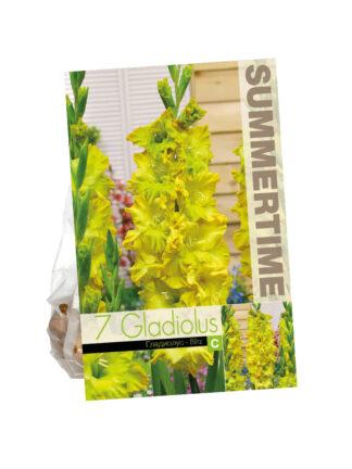 Gladiolus Blitz