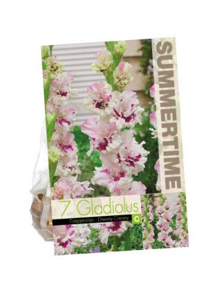Gladiolus Dreamy Creamy